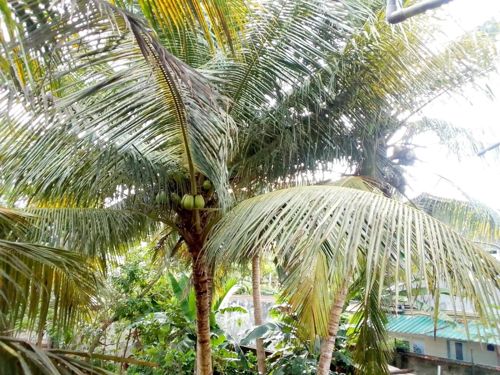 Nisadi Villa Bentota Exteriör bild